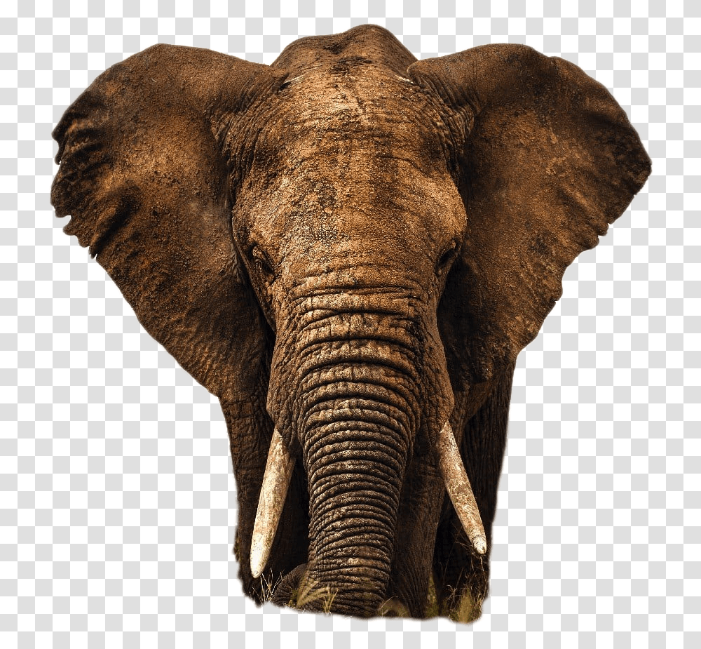 Elephant Image, Wildlife, Mammal, Animal, Beak Transparent Png