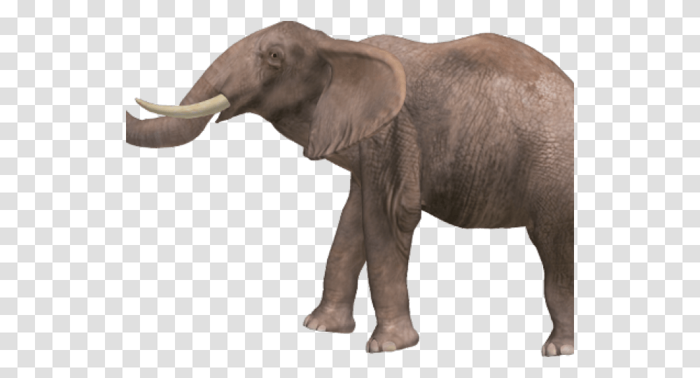 Elephant Images Animal With Name High Resolutions, Wildlife, Mammal Transparent Png