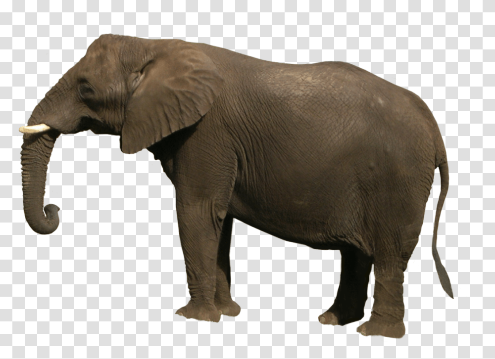 Elephant Images, Wildlife, Mammal, Animal Transparent Png