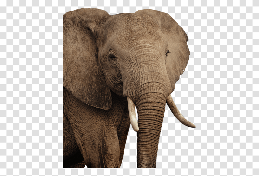 Elephant Indian Elephant, Wildlife, Mammal, Animal Transparent Png