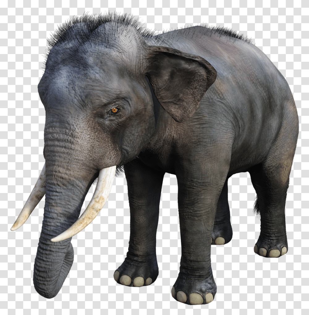 Elephant Large Tusks Free Image On Pixabay Animali In 3d Google, Wildlife, Mammal Transparent Png