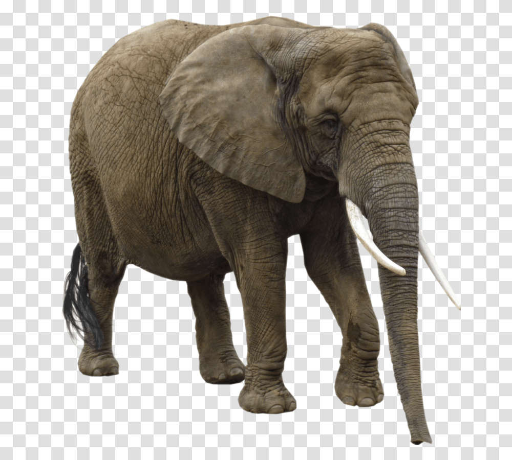 Elephant No Background, Wildlife, Mammal, Animal Transparent Png