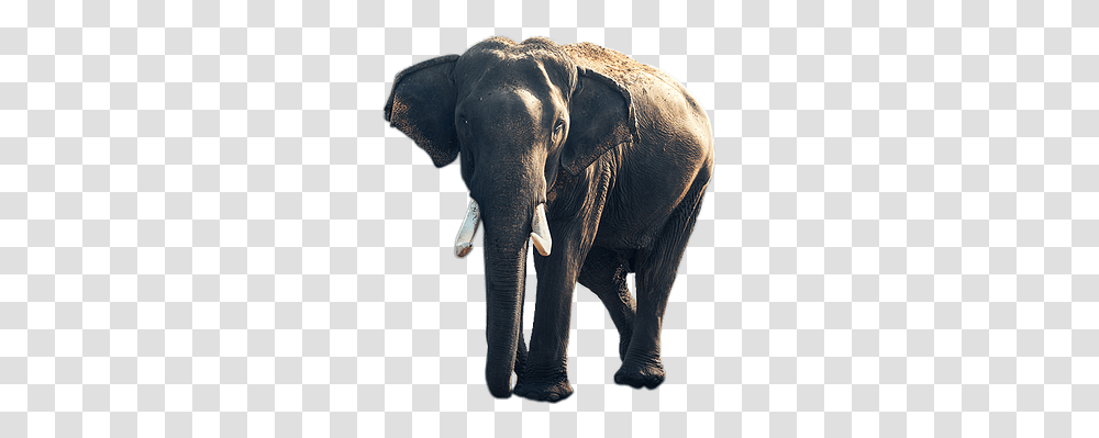 Elephant Old Stickpng Elephant Background Hd Iphone, Wildlife, Mammal, Animal Transparent Png