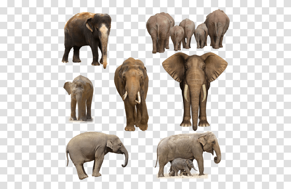 Elephant Pic, Wildlife, Mammal, Animal, Ivory Transparent Png
