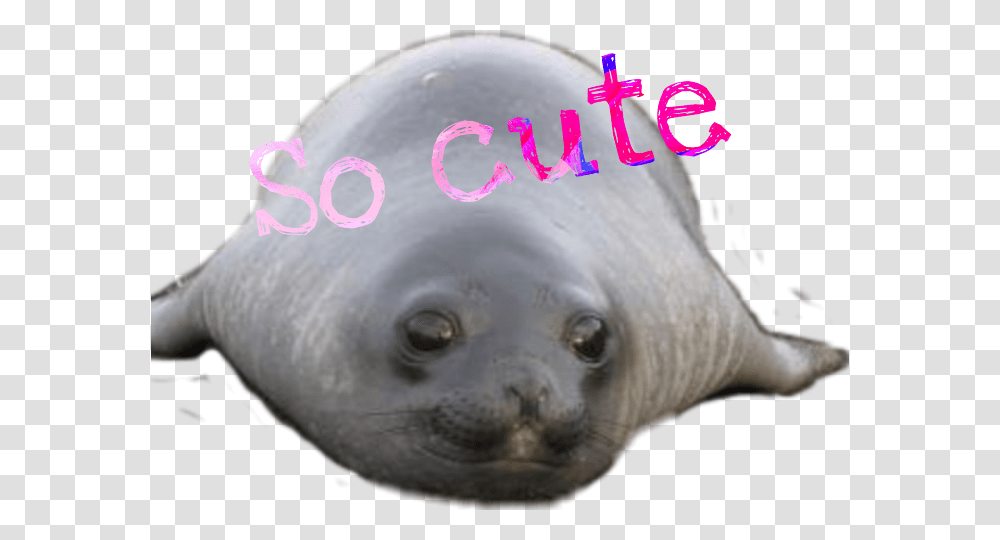 Elephant Seal Baby Elephant Seal, Mammal, Sea Life, Animal, Pig Transparent Png