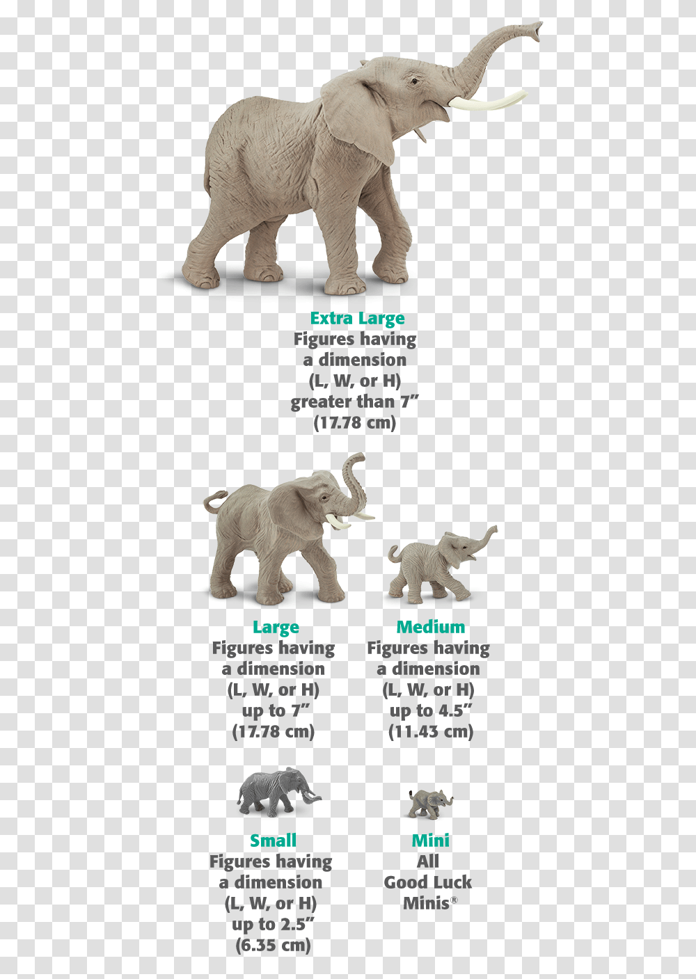 Elephant Size Chart, Wildlife, Animal, Mammal, Flyer Transparent Png