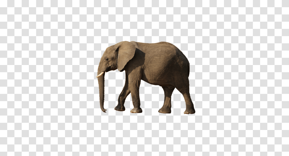 Elephant, Wildlife, Mammal, Animal, Ivory Transparent Png