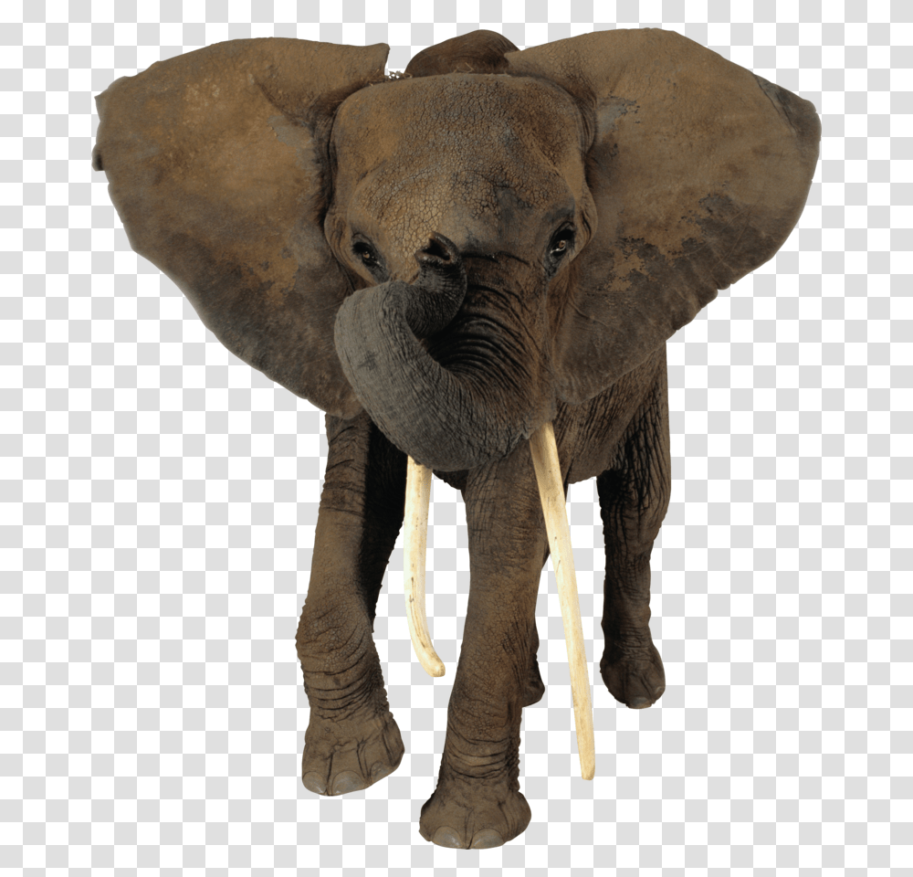 Elephant, Wildlife, Mammal, Animal, Ivory Transparent Png