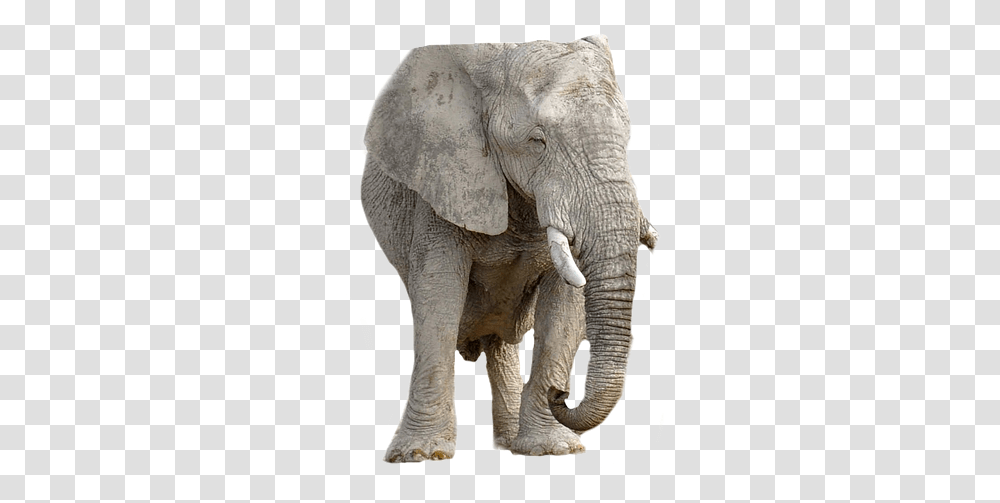 Elephant, Wildlife, Mammal, Animal Transparent Png