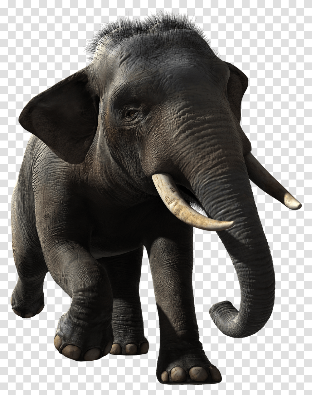 Elephant, Wildlife, Mammal, Animal Transparent Png