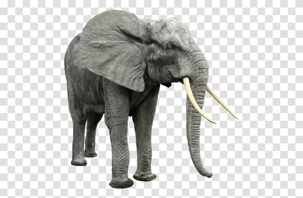 Elephant, Wildlife, Mammal, Animal Transparent Png