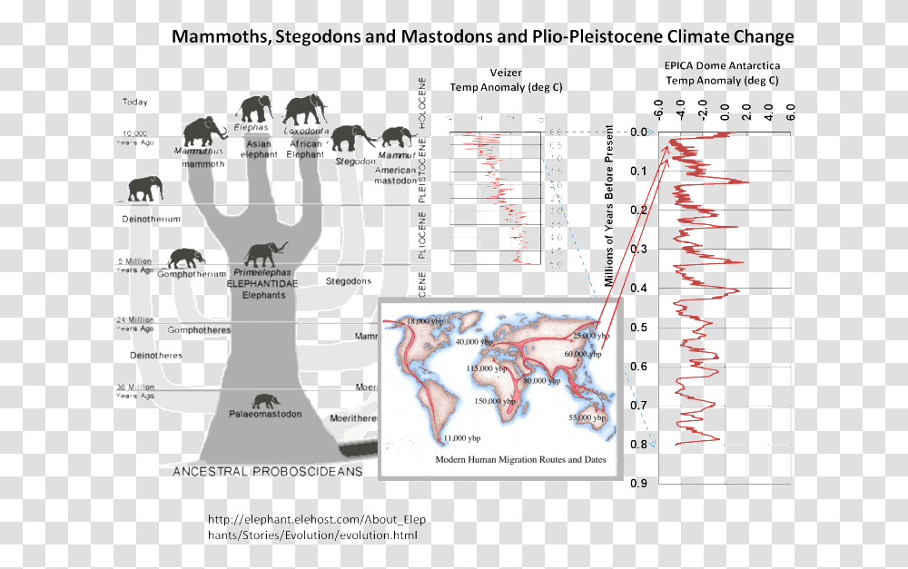 Elephantevolution Elephant Life Cycle Chart, Plot, Diagram, Plan, Soil Transparent Png