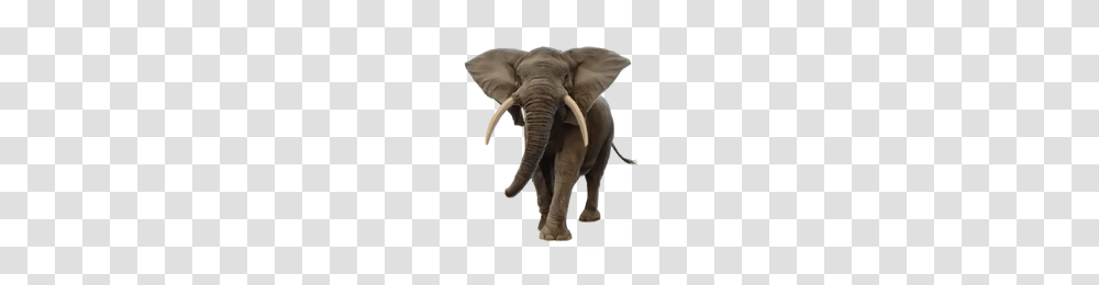 Elephants, Animals, Mammal, Wildlife, Ivory Transparent Png