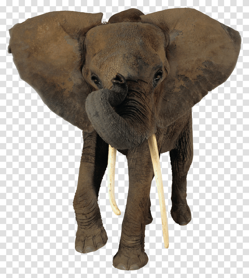 Elephants, Animals Transparent Png