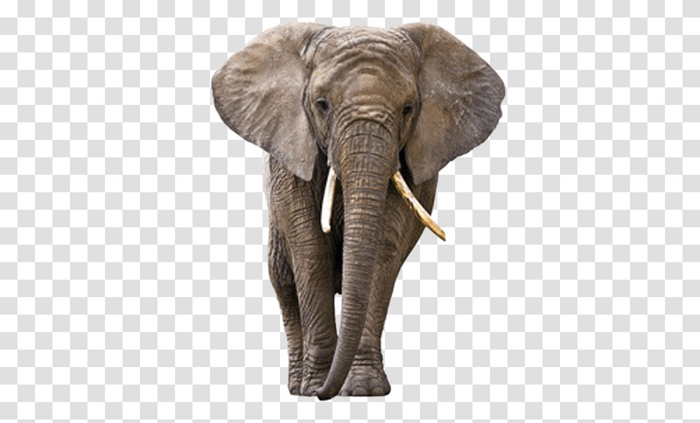 Elephants, Animals, Wildlife, Mammal, Beak Transparent Png