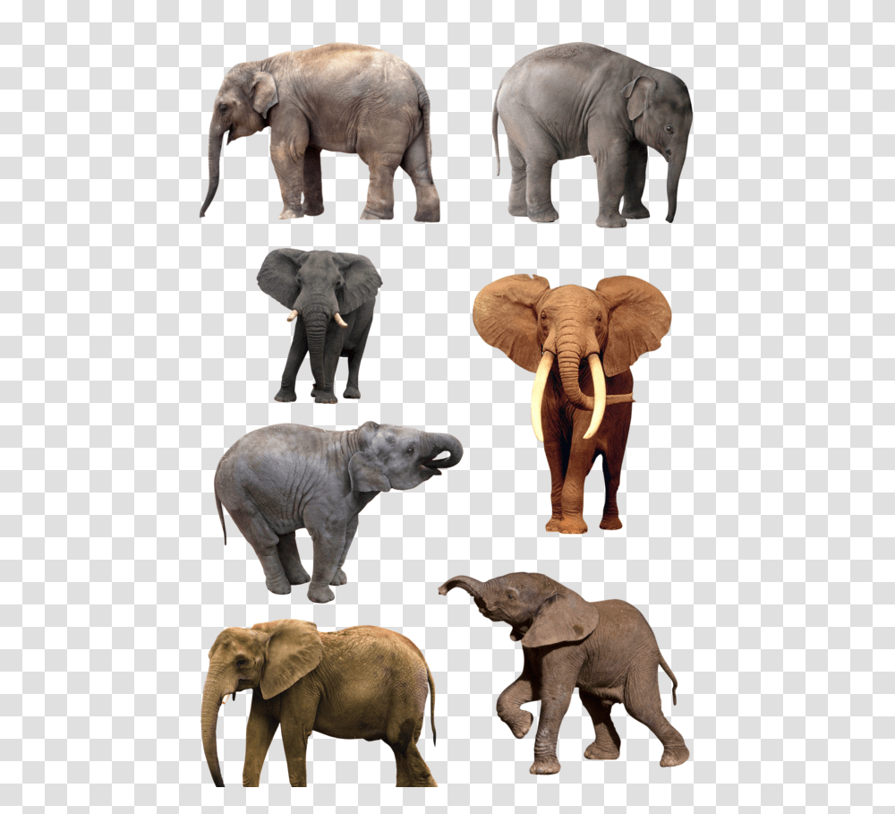 Elephants, Animals, Wildlife, Mammal, Bear Transparent Png