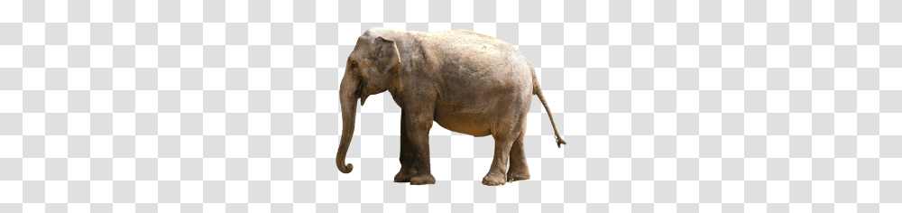 Elephants, Animals, Wildlife, Mammal, Dinosaur Transparent Png