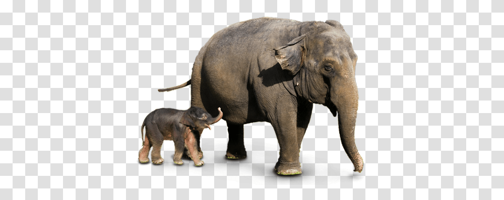 Elephants, Animals, Wildlife, Mammal, Dog Transparent Png