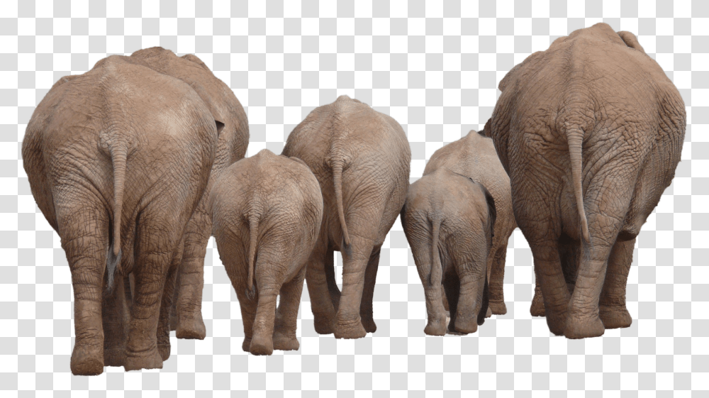 Elephants, Animals, Wildlife, Mammal, Herd Transparent Png
