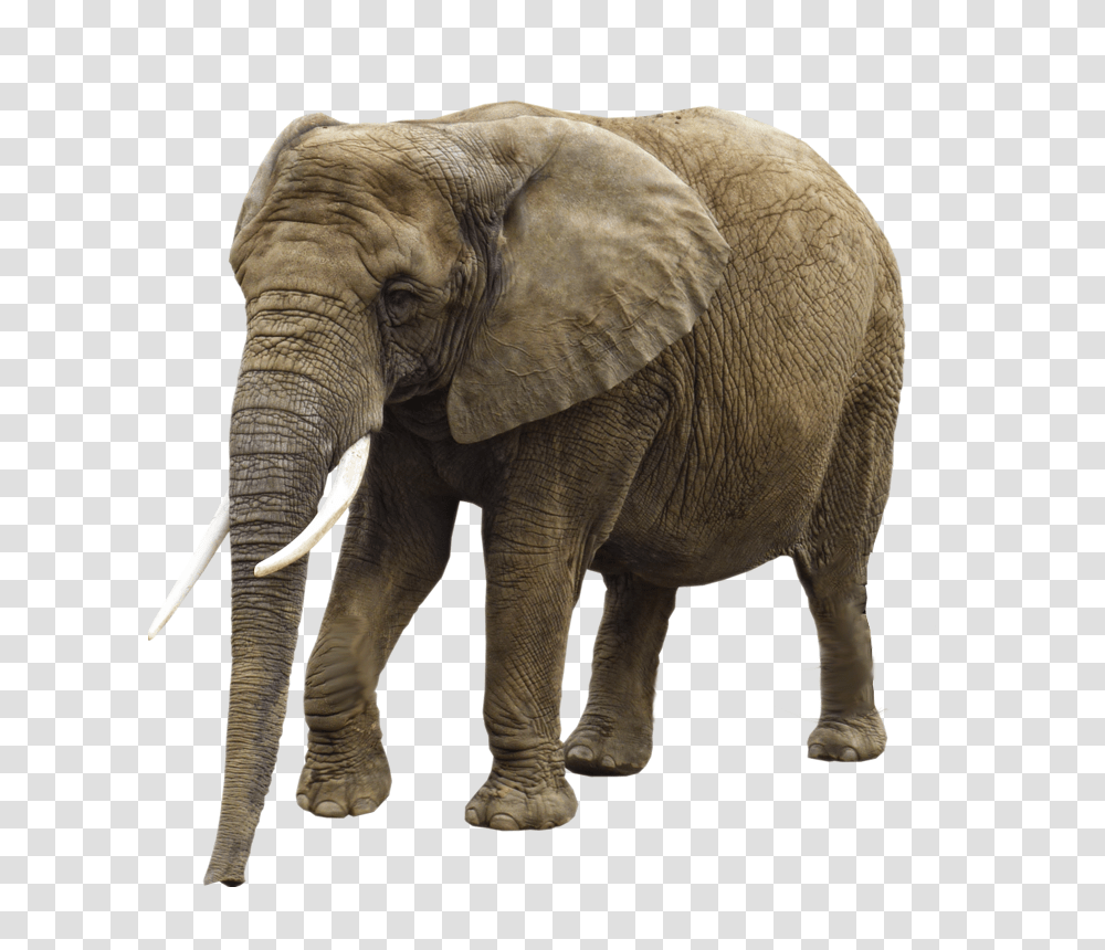 Elephants, Animals, Wildlife, Mammal, Ivory Transparent Png