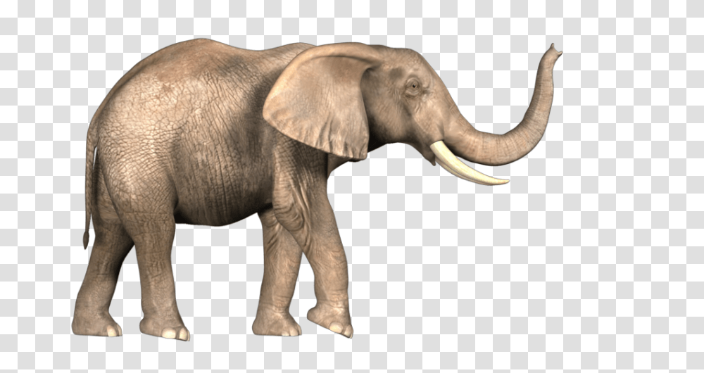 Elephants, Animals, Wildlife, Mammal, Ivory Transparent Png