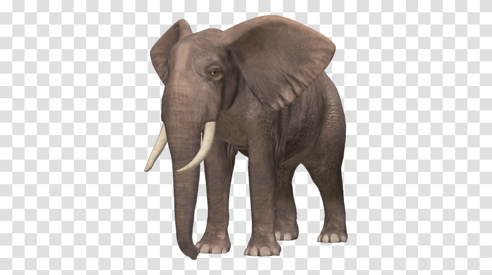 Elephants, Animals, Wildlife, Mammal, Ivory Transparent Png