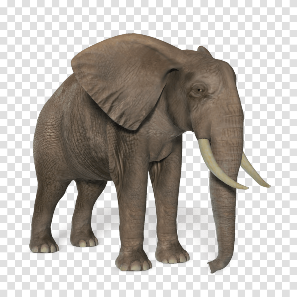 Elephants, Animals, Wildlife, Mammal, Ivory Transparent Png