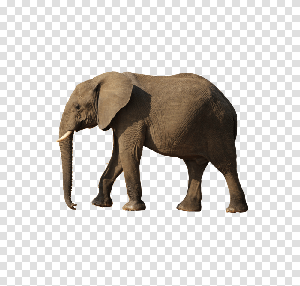 Elephants, Animals, Wildlife, Mammal, Ivory Transparent Png