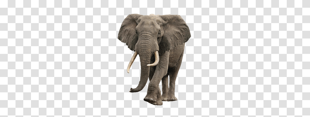 Elephants, Animals, Wildlife, Mammal, Ivory Transparent Png