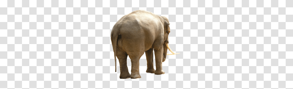 Elephants, Animals, Wildlife, Mammal, Ivory Transparent Png