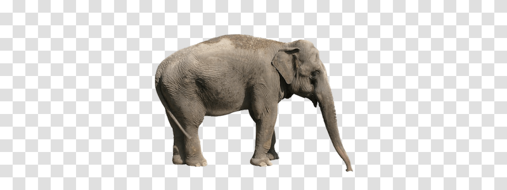Elephants, Animals, Wildlife, Mammal Transparent Png