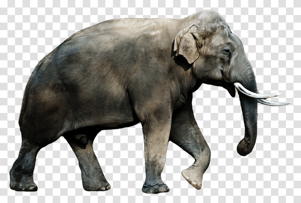 Elephants, Animals, Wildlife, Mammal Transparent Png