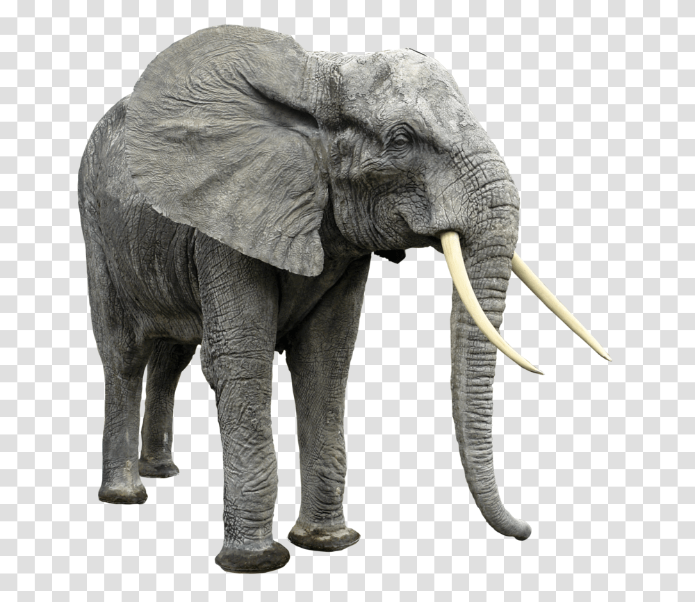 Elephants, Animals, Wildlife, Mammal Transparent Png