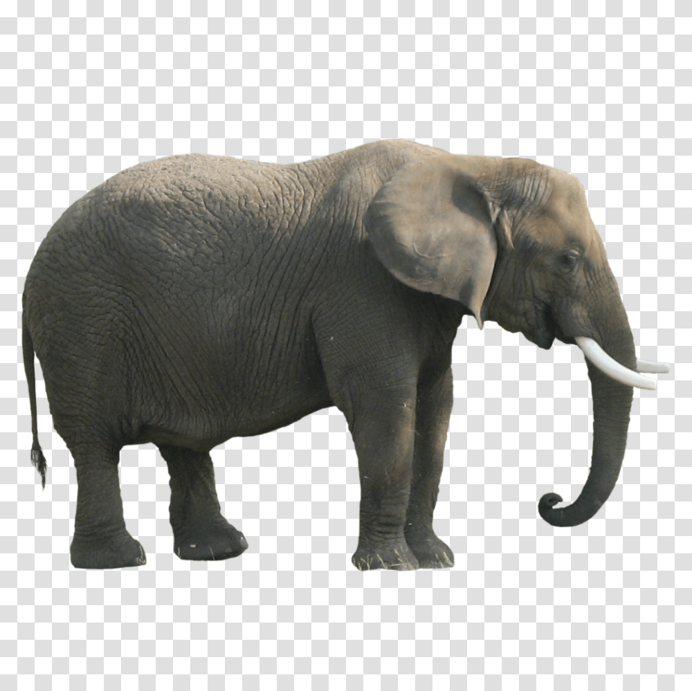 Elephants, Animals, Wildlife, Mammal Transparent Png