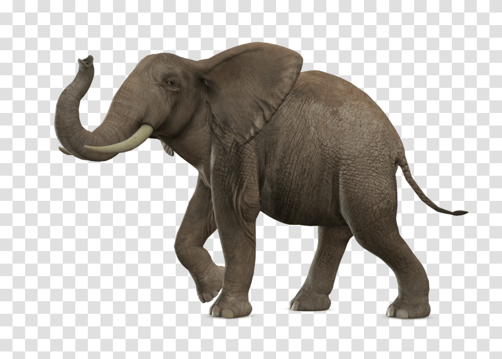 Elephants, Animals, Wildlife, Mammal Transparent Png