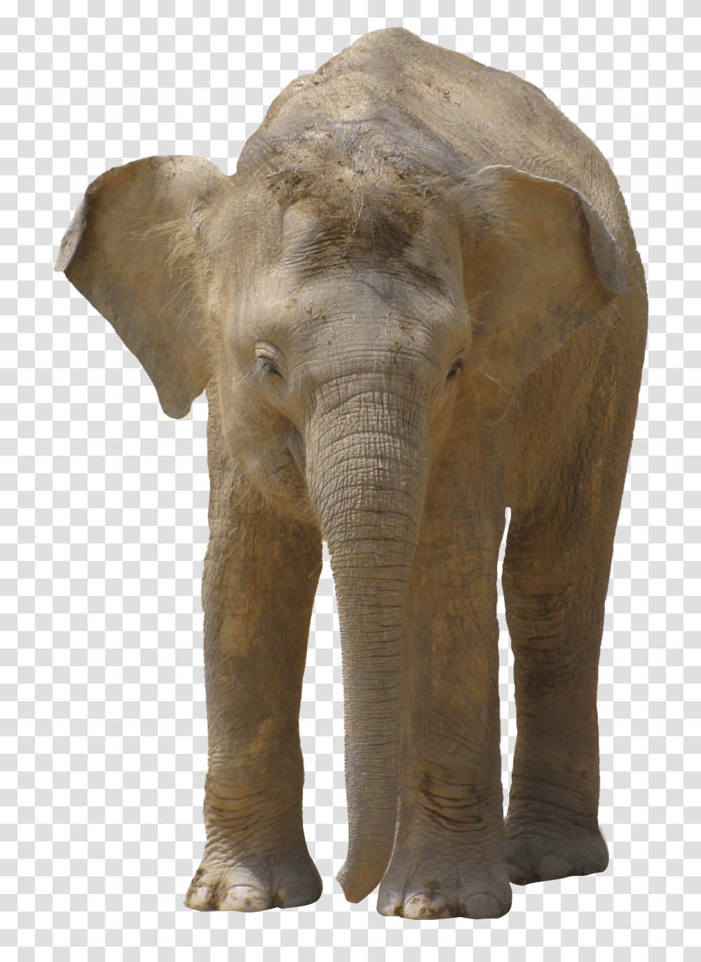 Elephants, Animals, Wildlife, Mammal Transparent Png