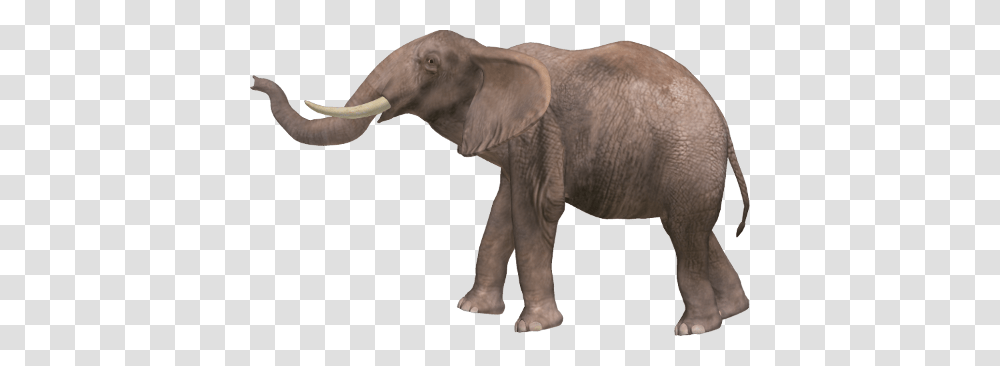 Elephants, Animals, Wildlife, Mammal Transparent Png