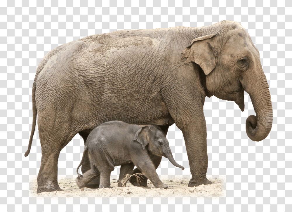 Elephants, Animals, Wildlife, Mammal Transparent Png