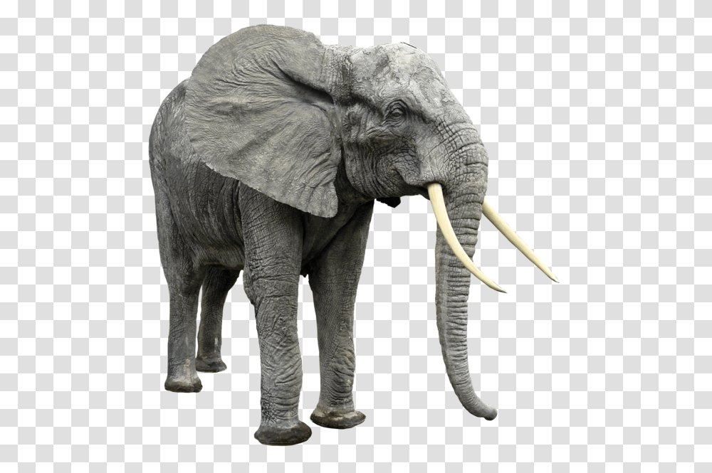 Elephants, Animals, Wildlife, Mammal Transparent Png