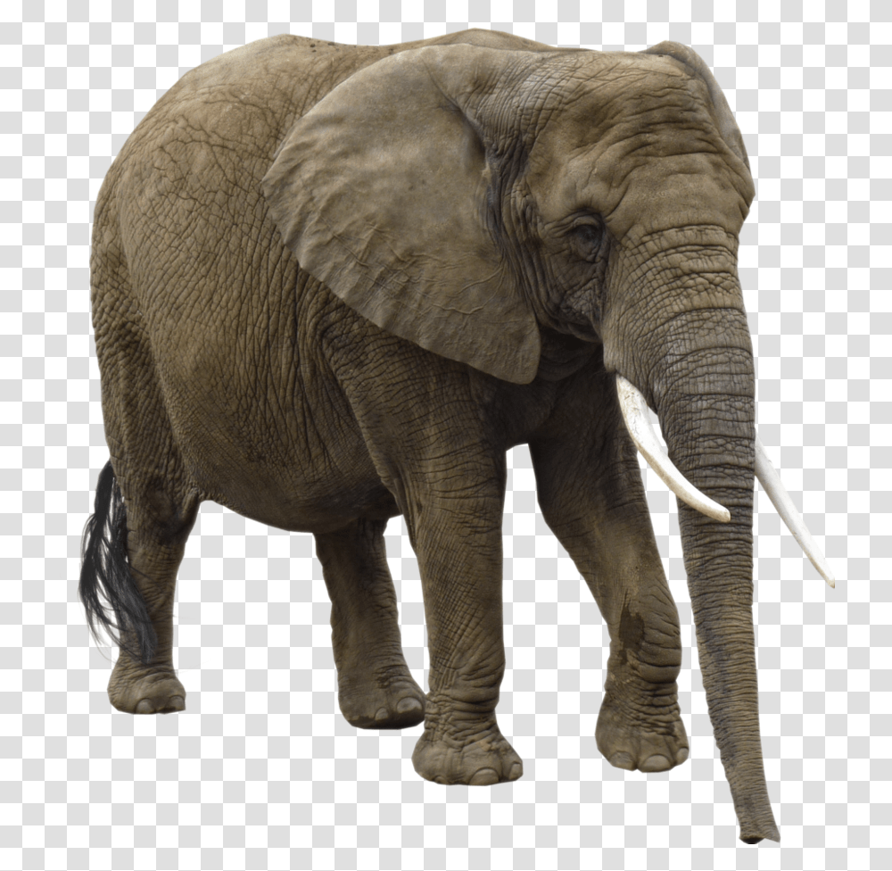 Elephants, Animals, Wildlife, Mammal Transparent Png