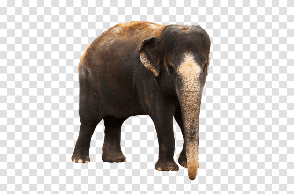 Elephants, Animals, Wildlife, Mammal Transparent Png