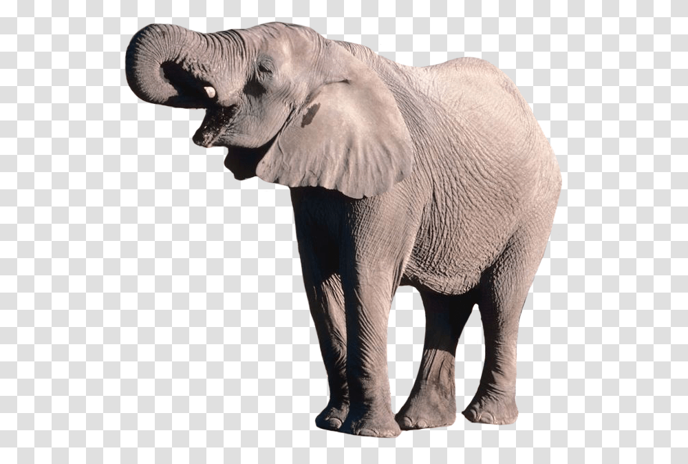 Elephants, Animals, Wildlife, Mammal Transparent Png