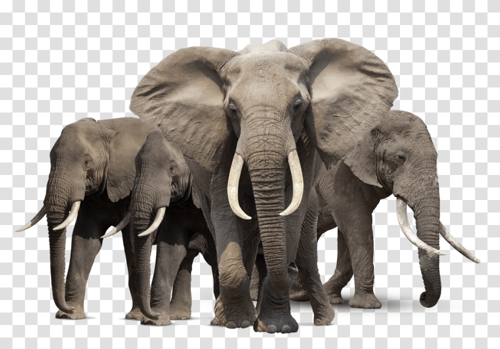 Elephants, Animals, Wildlife, Mammal Transparent Png