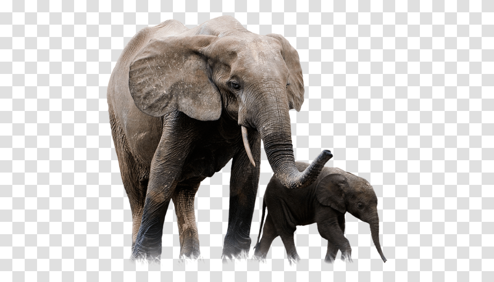 Elephants, Animals, Wildlife, Mammal Transparent Png