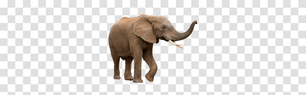 Elephants, Animals, Wildlife, Mammal Transparent Png