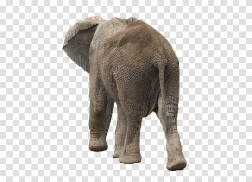 Elephants, Animals, Wildlife, Mammal Transparent Png