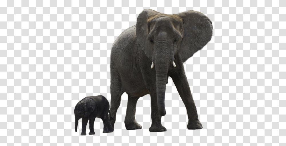 Elephants, Animals, Wildlife, Mammal Transparent Png