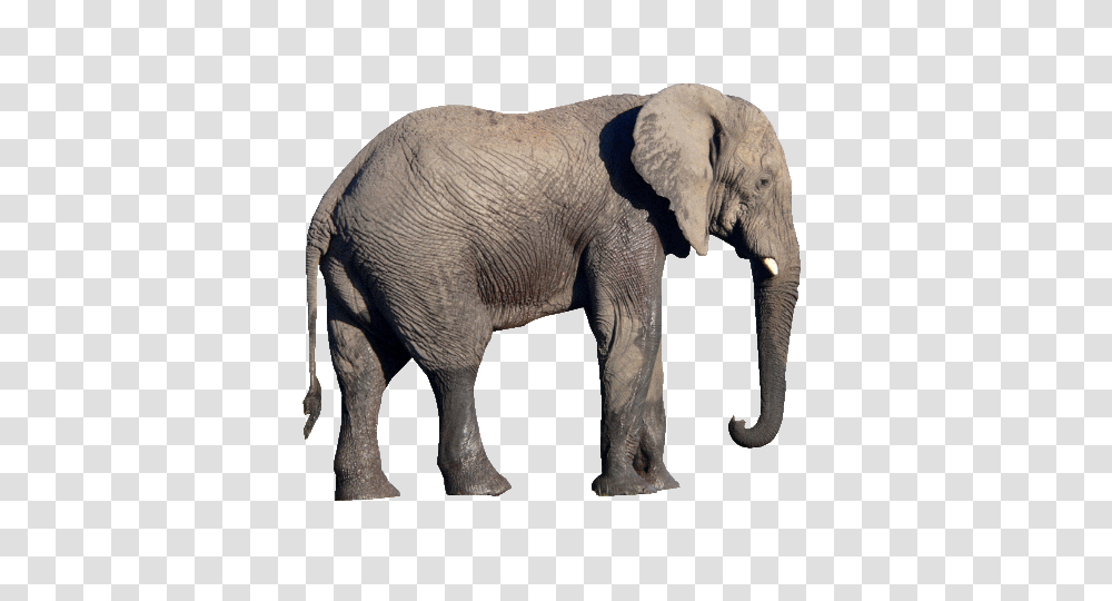 Elephants, Animals, Wildlife, Mammal Transparent Png