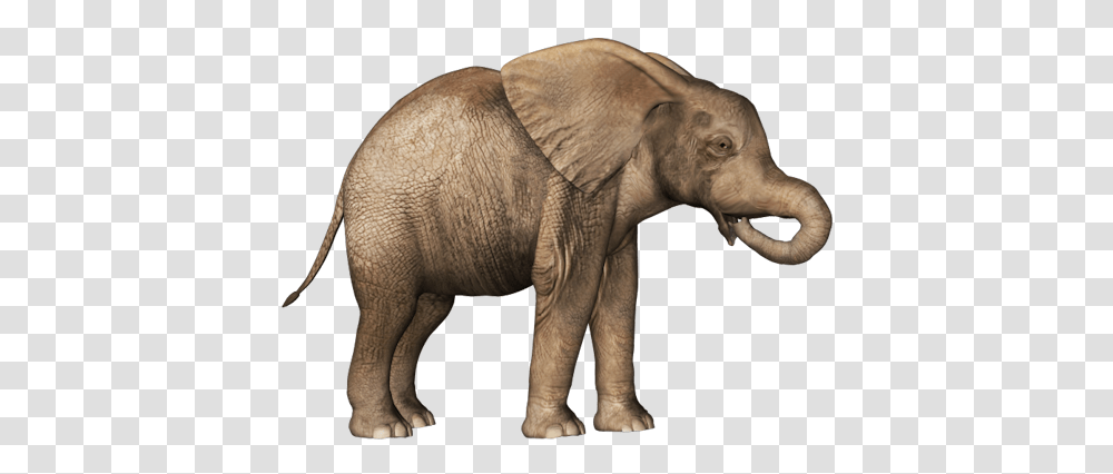 Elephants, Animals, Wildlife, Mammal, Warthog Transparent Png