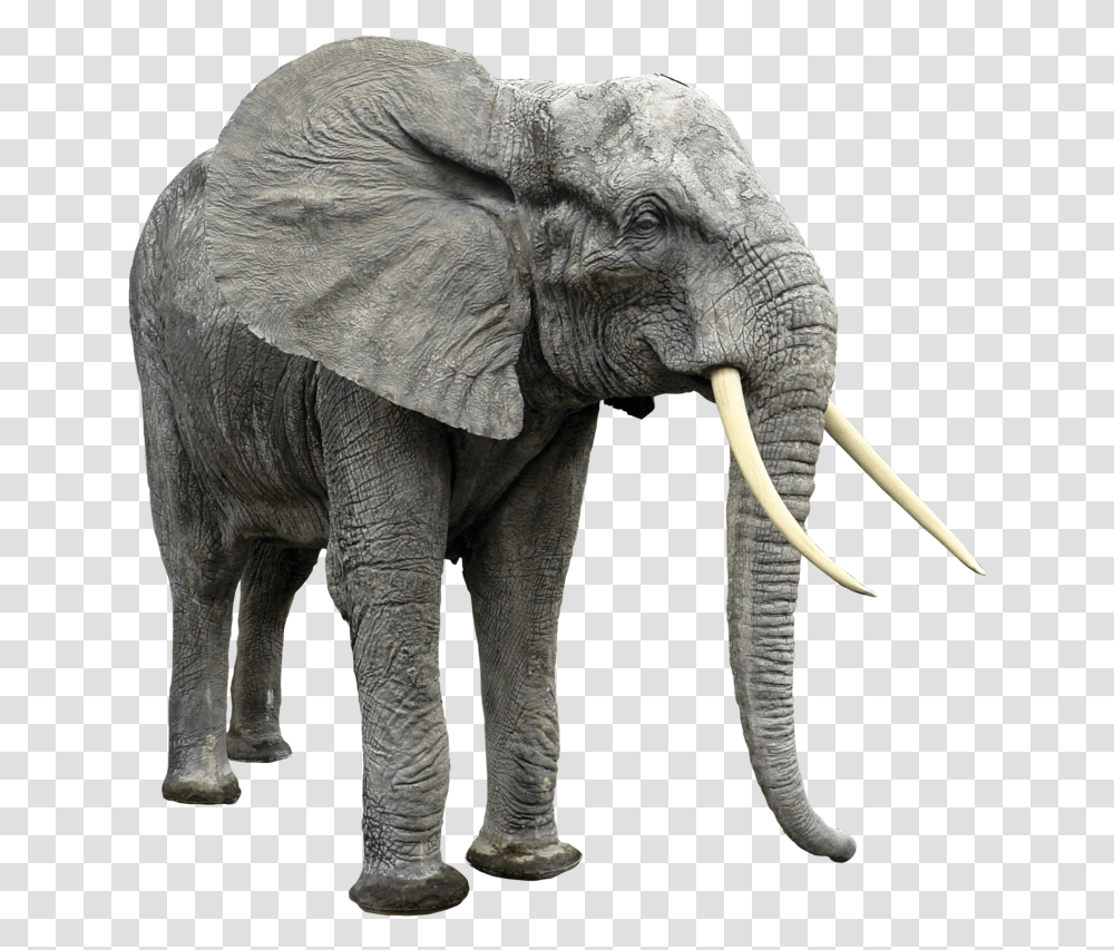 Elephants Image Without Background African Animals, Wildlife, Mammal Transparent Png